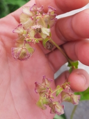 Mirabilis nyctaginea