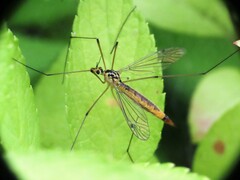 Nephrotoma cornicina