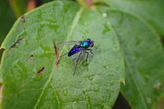 Condylostylus mundus