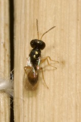Pteromalidae