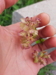 Mirabilis nyctaginea