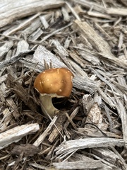 Agrocybe putaminum