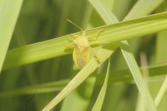 Lycambes varicolor