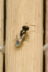 Pteromalidae