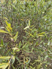 Hypericum prolificum