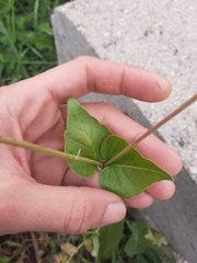 Mirabilis nyctaginea