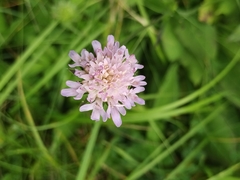 Knautia arvensis