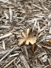 Agrocybe putaminum