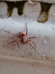 Anyphaena accentuata