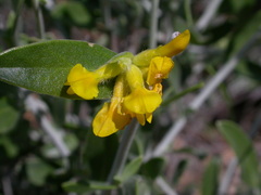 Anthyllis cytisoides