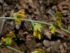Anthyllis cytisoides