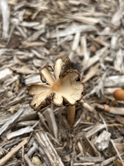 Agrocybe putaminum