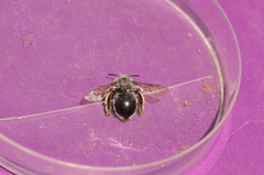 Anthophora