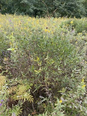 Hypericum prolificum