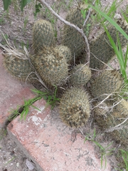 Coryphantha erecta