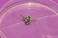 Anthophora