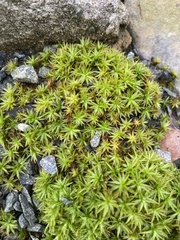 Atrichum undulatum