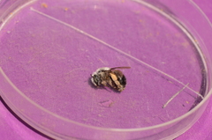 Anthophora
