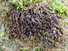 Chondracanthus acicularis