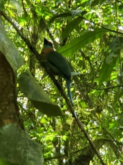 Electron platyrhynchum