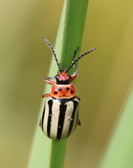 Disonycha latiovittata