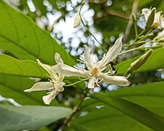 Wrightia tinctoria