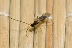 Braconidae