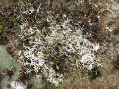 Chondracanthus acicularis