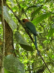 Electron platyrhynchum