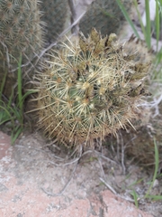 Coryphantha erecta