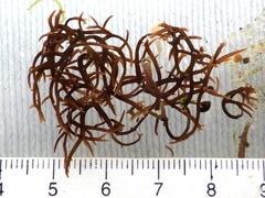 Chondracanthus acicularis