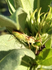 Zelus renardii