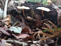 Lentinus substrictus