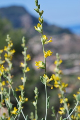 Anthyllis cytisoides