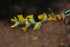 Anthyllis cytisoides