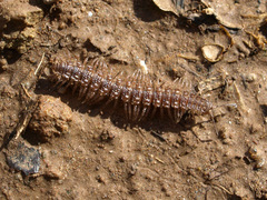 Polydesmus