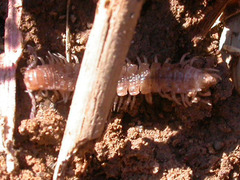 Polydesmus