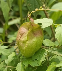 Cardiospermum halicacabum