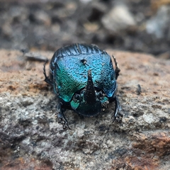 Phanaeus palliatus