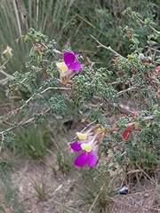 Dalea formosa