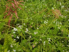 Valeriana chaerophylloides