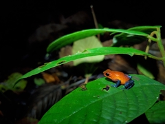 Oophaga pumilio