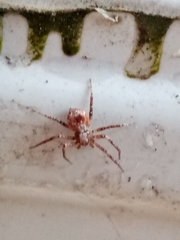 Anyphaena accentuata