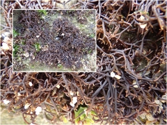 Chondracanthus acicularis