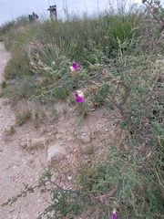 Dalea formosa