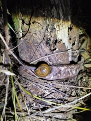 Macrochlamys hippocastaneum