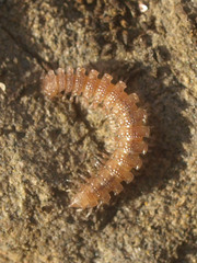 Polydesmus