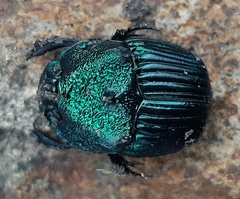 Phanaeus palliatus
