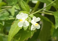 Cardiospermum halicacabum