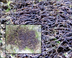 Chondracanthus acicularis